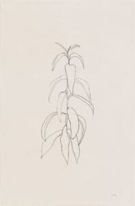 Ellsworth Kelly Peach Branch print