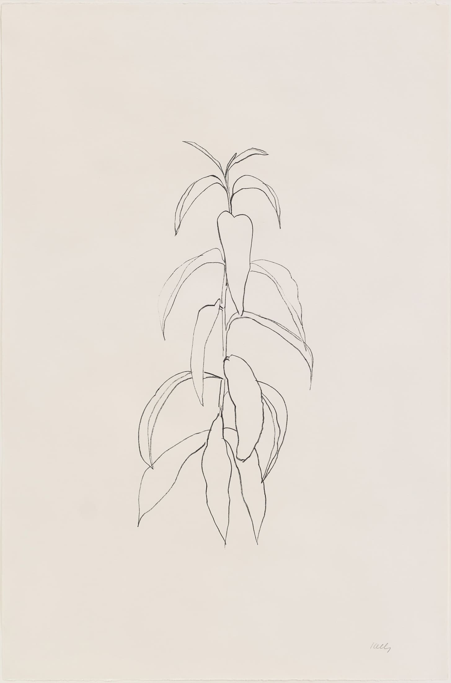 Peach Branch by Ellsworth Kelly